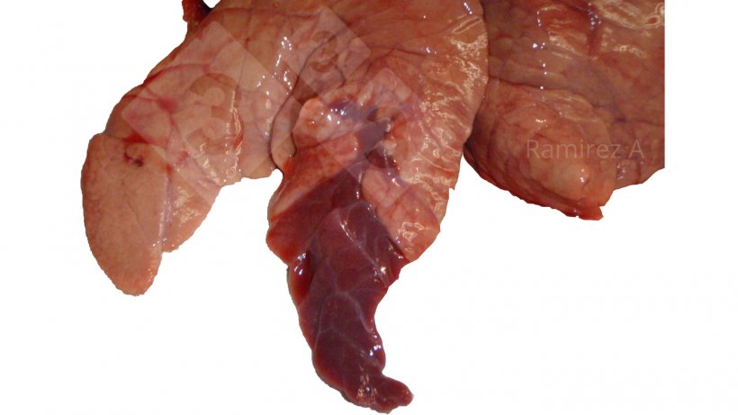 Figura 1. Imagem que mostra a consolidação craneoventral clássica associada a&nbsp;Mycoplasma hyopneumoniae&nbsp;(não diagn&oacute;stica) 